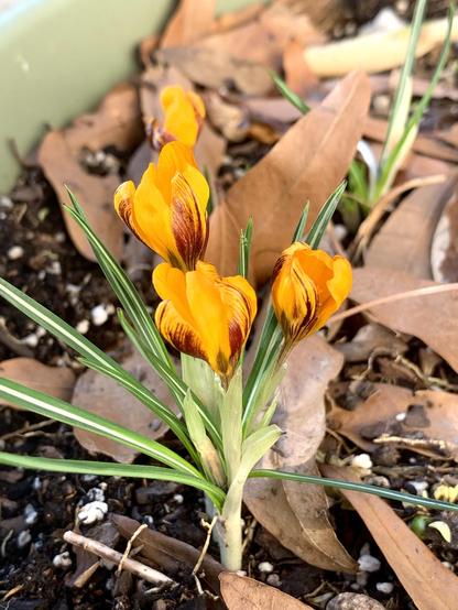 A close-up of blooming yellow crocus flowers with purple streaks, surrounded by fallen leaves and green grass.