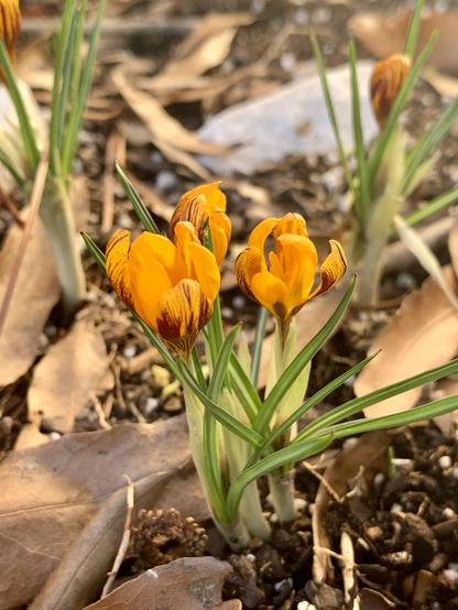 A close-up view of orange crocus flowers emerging from soil, accompanied by green leaves and scattered dry leaves in the background.