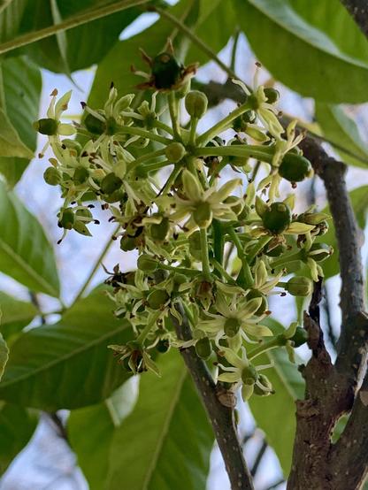 A cluster of small, light green flowers and emerging fruit on a branch, surrounded by green leaves.