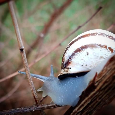 Caracol