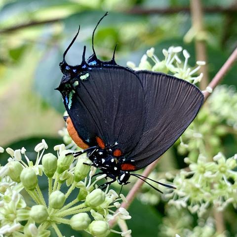 A black butterfly with iridescent green and blue wingtips with an orange abdomen and red markings rests on small green flowers with white stamens. It gets its name hairstreak bc it has long black hairlike ends on the wings that the butterfly waves back and forth so they look like antennae on the opposite end of its body.