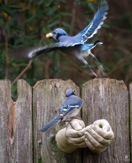  Color photo of a blue jay flying away from a fence-mounted feeder with a peanut in its mouth while a second blue jay perched on the feeder looks up at it. 