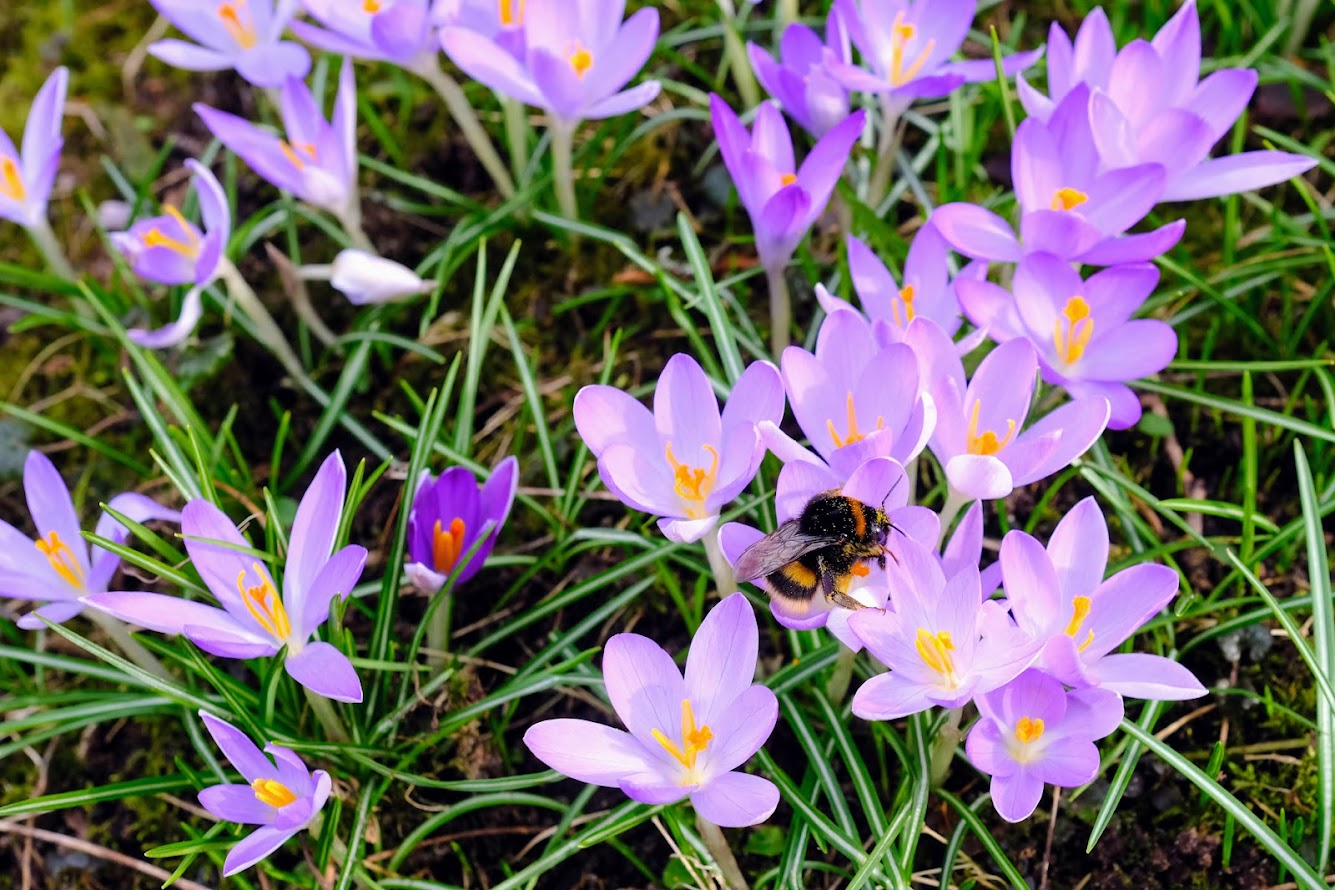 bee and flowers