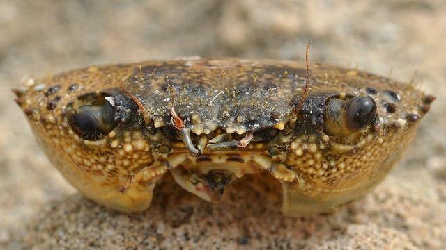 A photo of a dead crab missing their legs viewed from the front. They are on a stone surface.