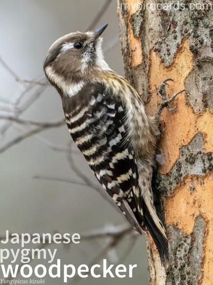 🌏 Japanese pygmy woodpecker (Yungipicus kizuki) 

The Japanese pygmy woodpecker, or simply pygmy woodpecker, is a small woodpecker, characterized by a dark brown back with white bars, and a white and brown patterned head. They inhabit forests across much of Japan, as well as parts of East Asia, including Korea and eastern Siberia. Their behavior includes foraging for insects and spiders, often hanging upside down. They produce high-pitched "tsi-tsi-tsi" calls and a rapid drumming sound. 

Conservation status: Least Concern (IUCN 3.1)

📷: Photo by Kanenori via Pixabay 

CGCO