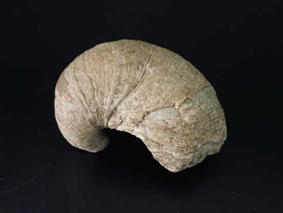 Fossilised mollusc, also known as Devil’s Toenail due to its curved shape