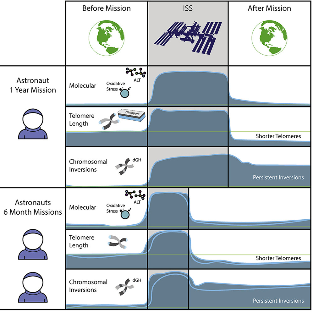 Illustration showing what happened to DNA of three astronauts before, during, and after a long duration (2 six months and 1 twelve months) in space. Illustration showing what happened to DNA of three astronauts before, during, and after a long duration (2 six months and 1 twelve months) in space.