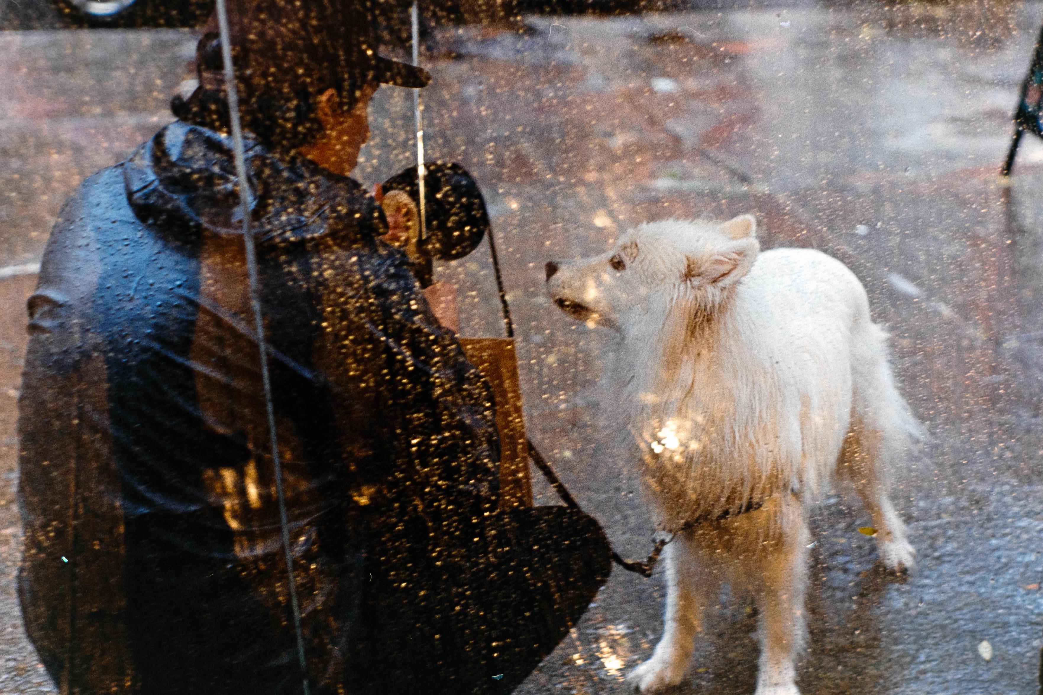 A dog looks at his walker as he takes a break in the rain