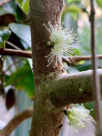 A close-up of a flowering plant branch featuring delicate white flowers with long, slender stamens, set against a backdrop of green leaves and textured bark.