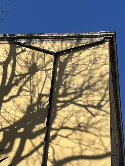Colour photo of the windowless side of a yellow building, with a gutter pipe in the shape of a big black Y running down the middle of it. The not-quite-as-black-but-almost shadow of a tree with dense intricate branches and what looks like a couple of birds nests falls across the entirely of the wall, the chaotic and very organic lines of the tree contrasting with the straight lines of the guttering. Bright blue sky above. 