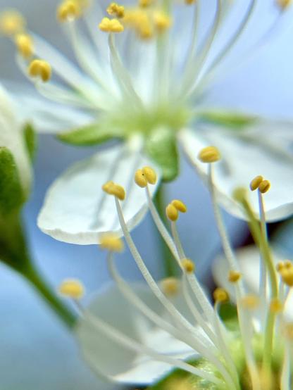 Close-up of delicate white flower petals with yellow stamens against a blurred blue background.