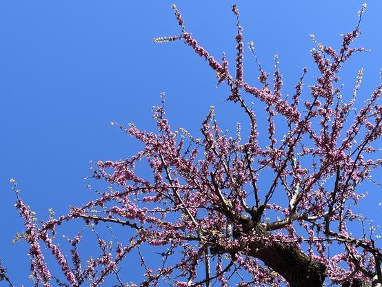 Colour photo taken looking up into a tree, a tangle of branches heaving with small bright pink blossoms. Clear blue sky behind. 