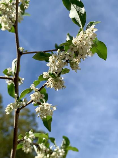 A close-up of a flowering branch featuring small white flowers and green leaves against a blue sky backdrop.