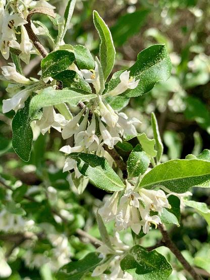 Close-up of a flowering plant with small white blossoms and green leaves, featuring a focus on the delicate flowers and foliage in a natural setting.