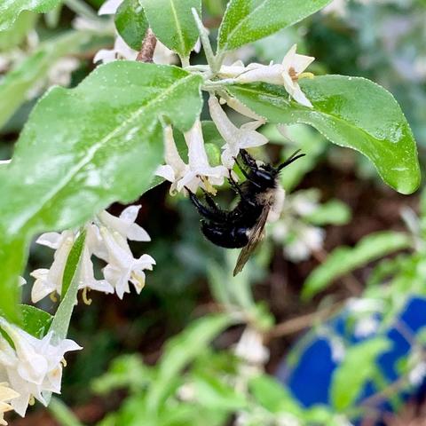A close-up of a fuzzy bee feeding on small white flowers, surrounded by green leaves. The background features a blurred natural setting.