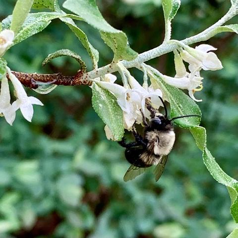 A more portly fuzzy bee hanging on small white flowers. Blueberry bushes are blurred in the background.