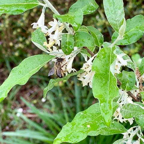 A close-up of green leaves and small, pale yellow flowers with a bee pollinating one of the flowers. The plant appears to have droplets of water on the leaves, suggesting recent rain.