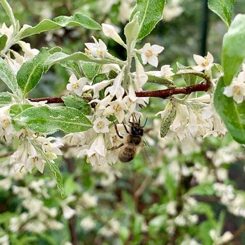 A close-up of a bee resting on small white flowers with green leaves in the background, showcasing nature in bloom.