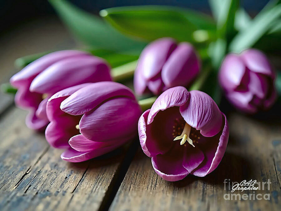 Magenta Tulips
