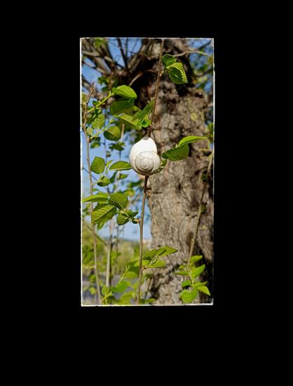 Caracol en equilibrio sobre una rama nueva de un árbol