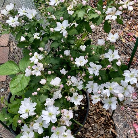 A dense cluster of white and pink flowers with green leaves, growing in a pot, surrounded by mulch. A wire mesh is partially visible in the background.