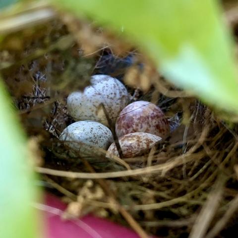 A close-up view of a bird's nest containing four speckled eggs, partially obscured by surrounding greenery. The ones on the left are lightly green with dark pink specks and the ones on the right are more creamish with dark pink splotches.

At the bottom is the dark magenta pot and above ad to the left are blurry green leaves. 