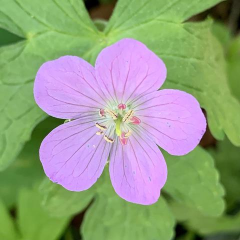 A close-up of a pink flower with five petals, surrounded by green foliage. The flower has delicate veins and a cluster of yellow and red stamens at its center.