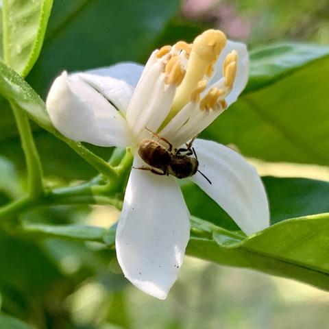 A close-up view of a white flower with a bee perched on its petals. The flower features delicate white petals and a cluster of yellow stamens, surrounded by green leaves.