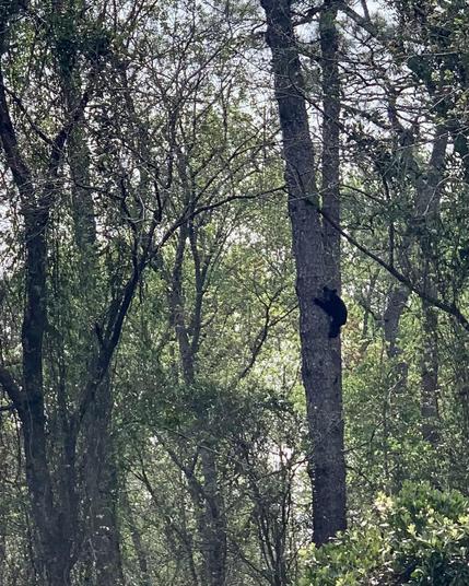 A black bear is seen climbing a tree surrounded by greenery in a forested area. Soft sunlight filters through the leaves, creating a serene atmosphere.

The bear seemed not yet full grown. 