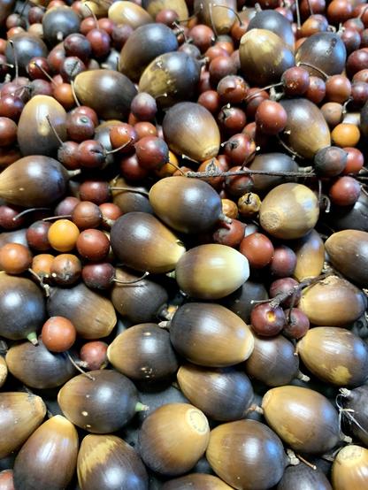 Hackberries and acorns. It’s a colorful autumn plate. The hackberries are dark, red, and the acorns are ombré yellow to dark brown. 