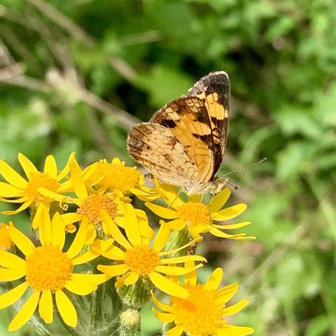 A butterfly sits on a cluster of vibrant yellow flowers, with a blurred green background. The butterfly is light orange and yellow with mottled brown and black. It is facing right and has a pointy nose. 