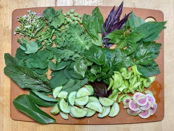Cutting board full of leaves and vegetables. Vegetables include bok choy pods and flowers, peas, kale longevity, spinach, boehmeria, katuk, sissoo, mitsuba, baobab, cucumbers, raffish, madhatter peppers, red veined sorrel, shiso 