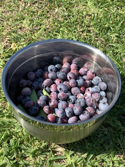 A silver bowl, full of blueberries and sugar snaps. 