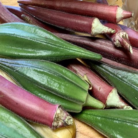 Nkruma Tenten okra and pink okra 