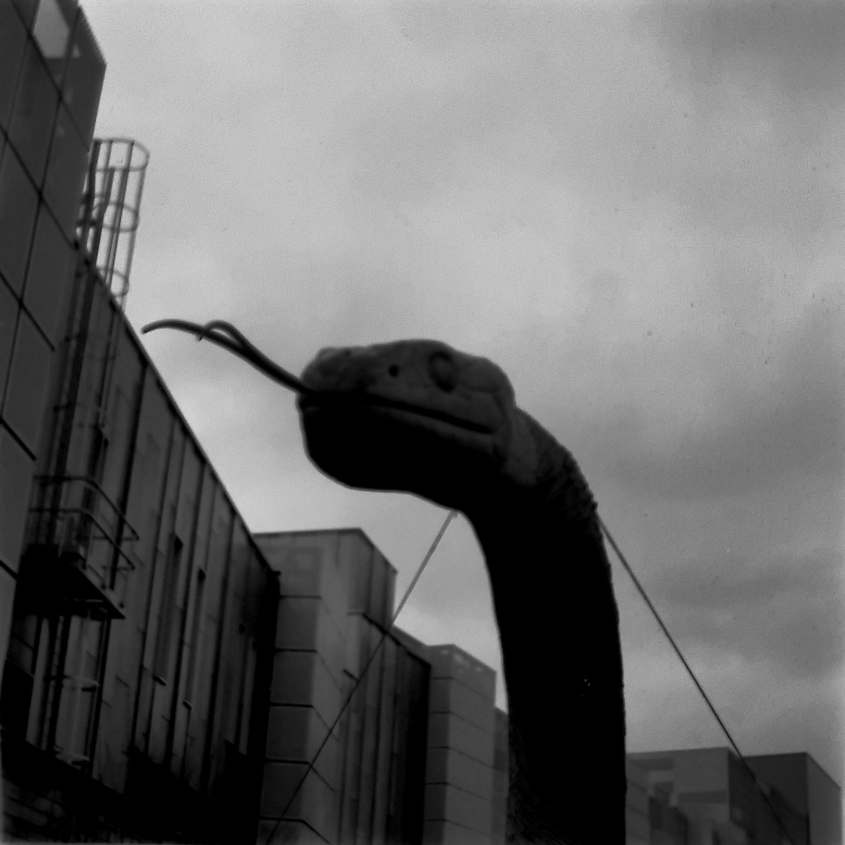 Part of a large wicker and wood sculpture of a grass snake, at Rushden Lakes, Rushden, Northamptonshire.