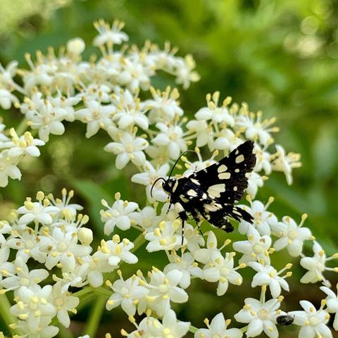 A black and white butterfly resting on clusters of small white flowers with yellow stamens, surrounded by greenery.