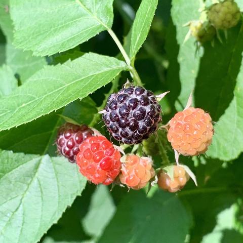 Close-up of various ripe and unripe raspberries on a leafy vine, including red, black, and orange-colored berries.