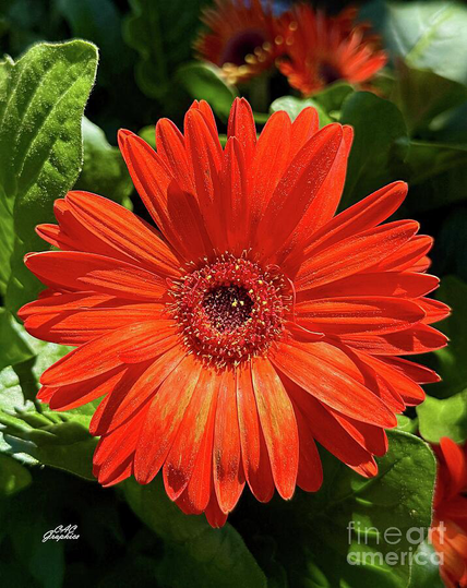 Orange Gerber Daisies