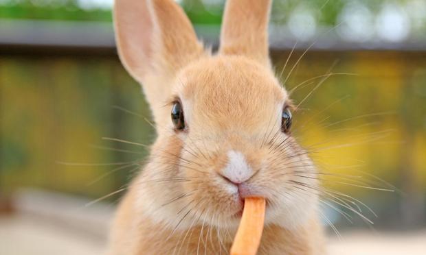 Primer plano de un conejo comiendo. (Getty Images/iStockphoto)