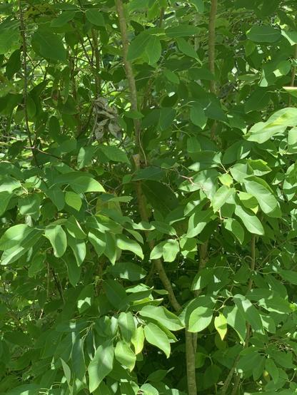 Some wild serviceberry trees. No fruit. All green leaves. 