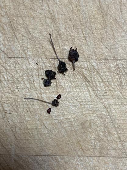 Some dried serviceberries on a wooden surface. Two seeds were peeled out of one. 