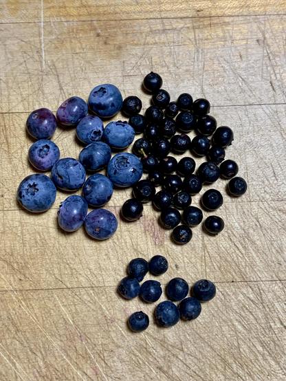 3 different blueberries. Domesticated blueberries are 2 to 3 times larger than wild blueberries. The black highbush blueberry are nearly completely black. The wild blueberries are a very dark blue.