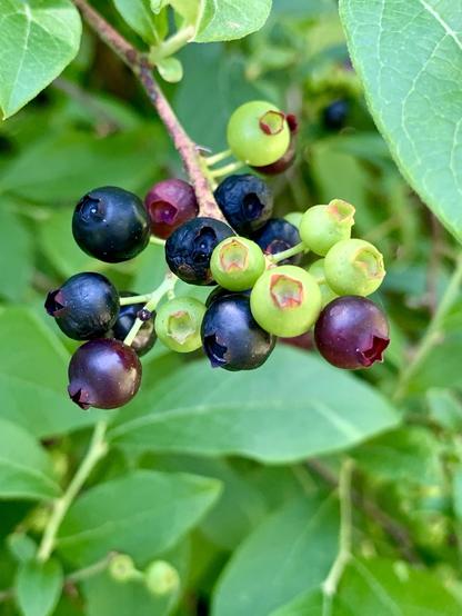 Black highbush blueberries ripening on the branch. It’s a cluster of black, red and green berries.  