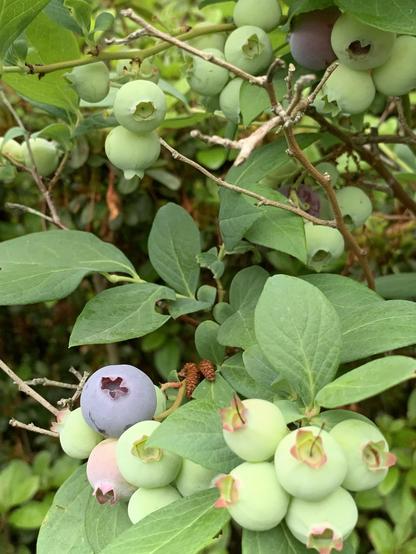 Mostly green unripe blueberries with one ripe one on branches surrounded by green leaves. 