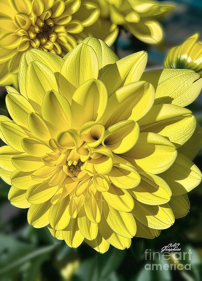 Yellow Garden Dahlia