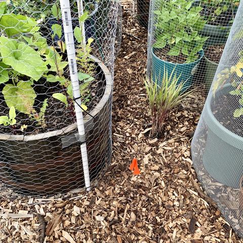 A garden scene featuring various plants in pots and raised beds, surrounded by wood mulch. A small orange flag is positioned in the foreground, indicating where I planted cantaloupe.

Visible plants in the left barrel are tomboncino squash, chickpeas, Tepary beans and rats tail radish.

To the right not in a cage is wild rye looking cute.

In the back to the right is hidatsa beans with a citrus plant (Turunji) and in a separate pot tomatoes. The front cage pot is more tomatoes. 