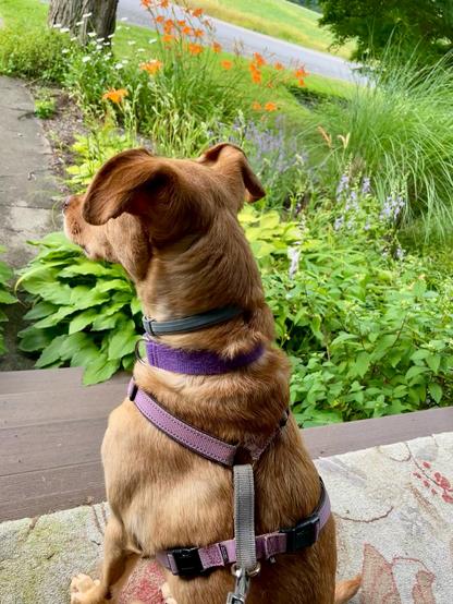 A brown dog wearing a purple halter looks out over a beautiful garden.