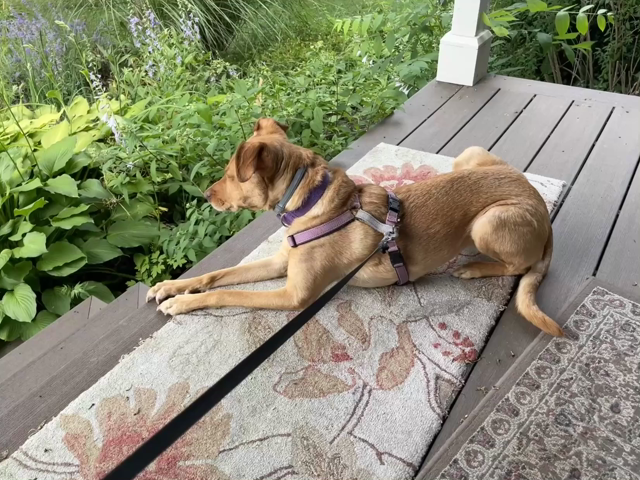 A brown dog (moving constantly) is lying on a porch.