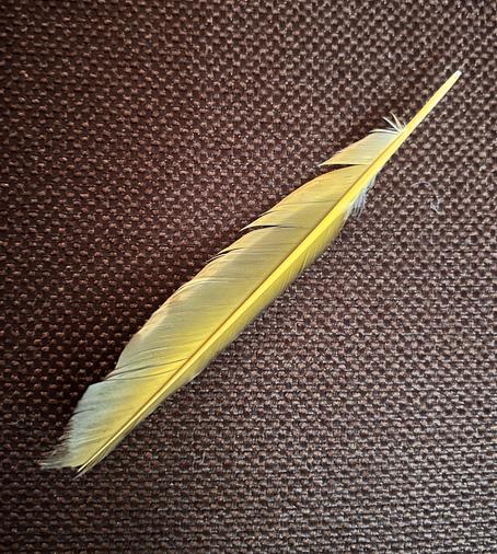 A yellow feather, possibly from a Baltimore oriole, lies on a brown couch.