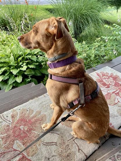 A brown dog sitting on a rug on a porch.